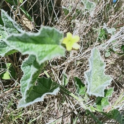 Cucumis prophetarum — flower