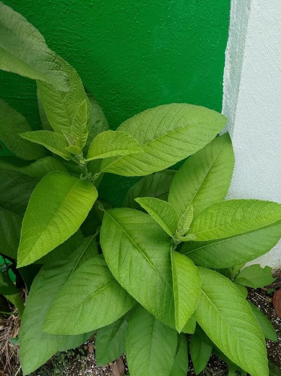 Ngai camphor