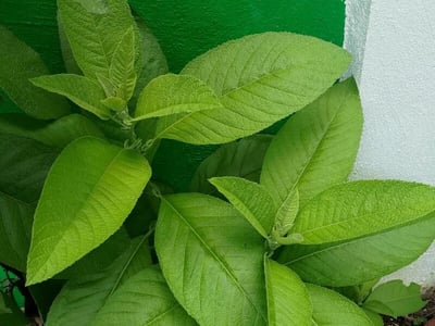 Ngai camphor
