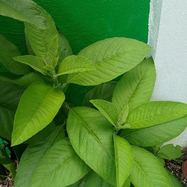 Ngai camphor