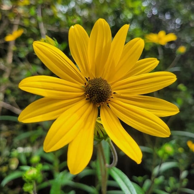 Helianthus angustifolius — flower