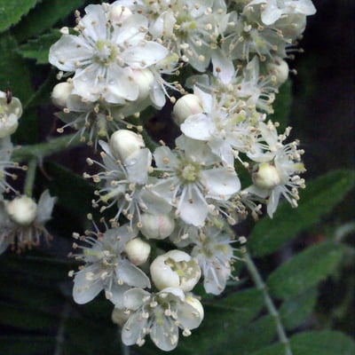 Cormus domestica — flower