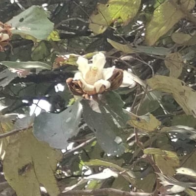 Luehea speciosa — flower