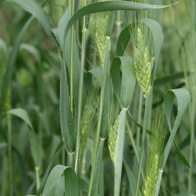 Triticum turgidum subsp. durum — flower