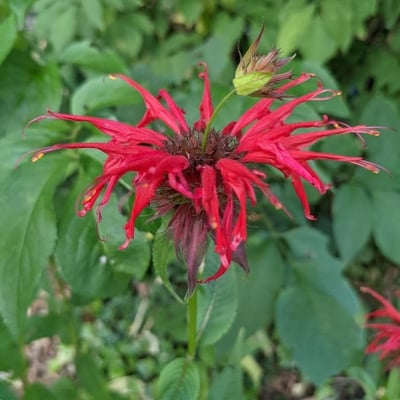 Monarda didyma — flower