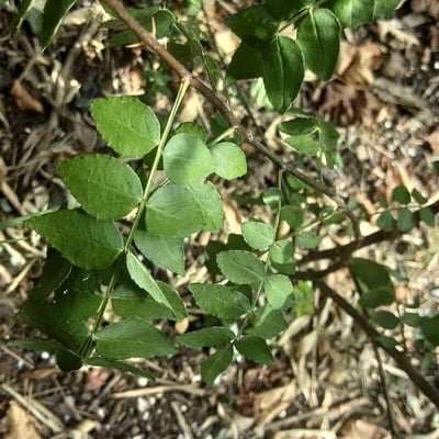Zanthoxylum schinifolium — leaf