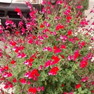 Salvia microphylla — flower