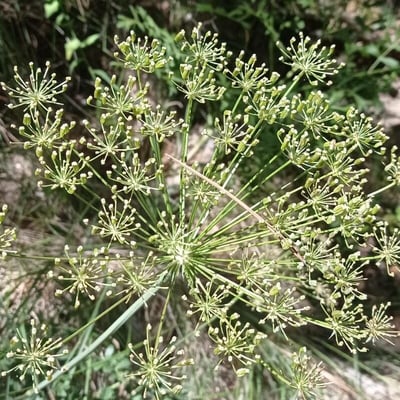 Laserpitium gallicum — flower