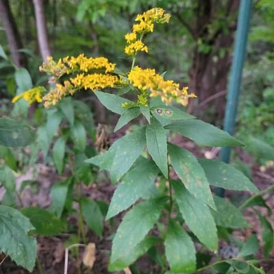 Solidago ulmifolia — flower