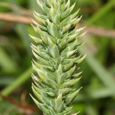 Phleum phleoides — flower