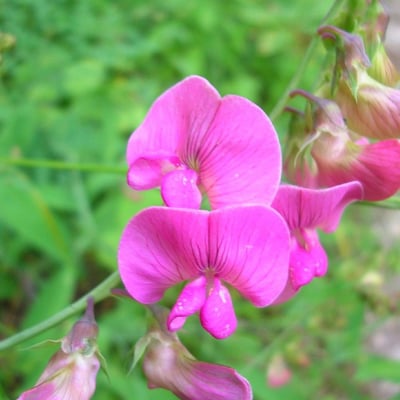 Lathyrus heterophyllus — flower