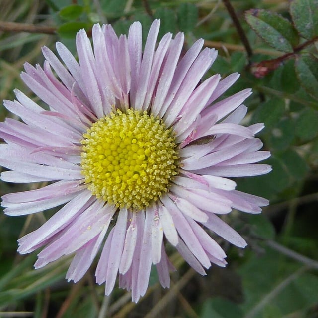 Bellis sylvestris — flower