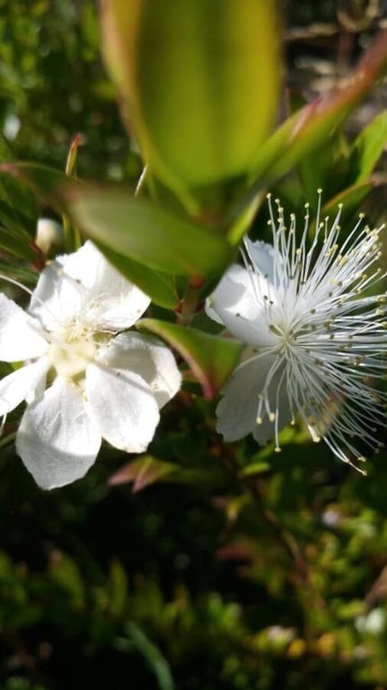 Myrtle