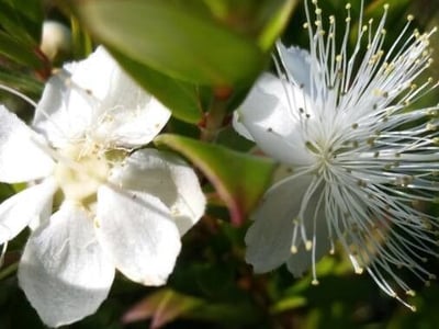 Myrtle