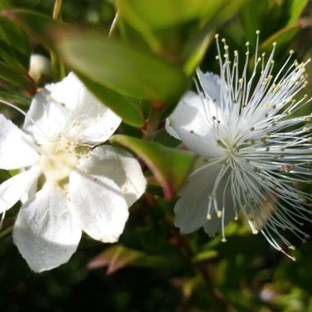 Myrtus communis — flower
