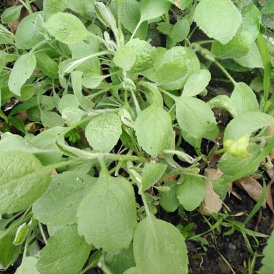 Arnica angustifolia — leaf