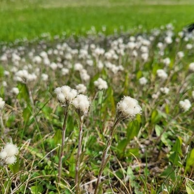 Antennaria neglecta — flower