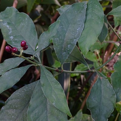 Psychotria carthagenensis — leaf