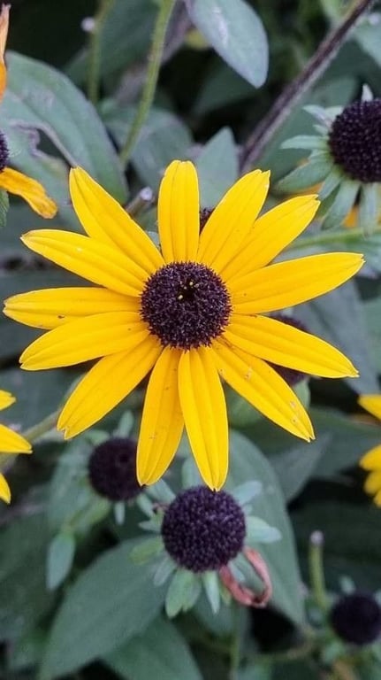 Orange coneflower