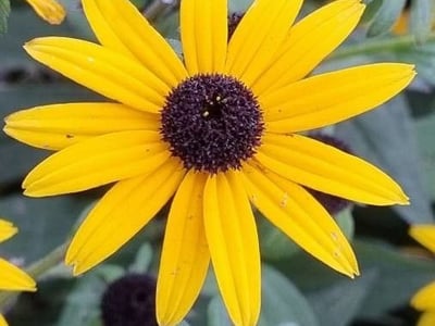 Orange coneflower
