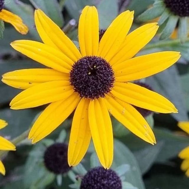 Rudbeckia fulgida — flower
