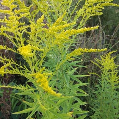 Euthamia graminifolia — flower