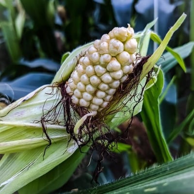 Zea mays — flower