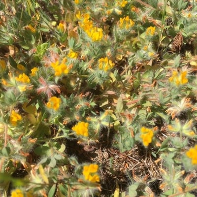 Lotus parviflorus — flower