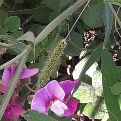 Lathyrus latifolius — flower