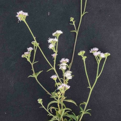 Ageratum fastigiatum — flower