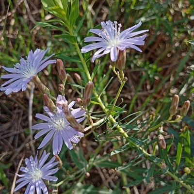 Lactuca tatarica — flower