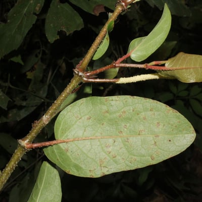 Piper tuberculatum — flower