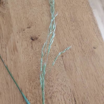 Festuca gigantea — flower