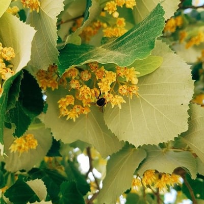 Tilia tomentosa — flower