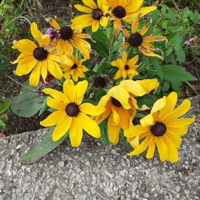Rudbeckia fulgida — flower
