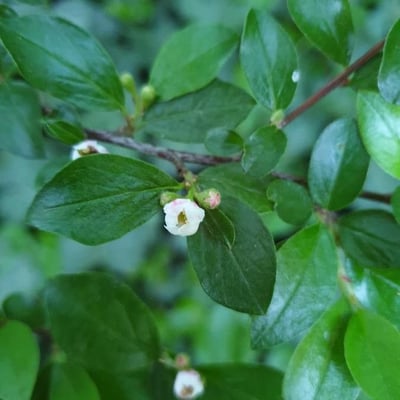Cotoneaster integerrimus — flower