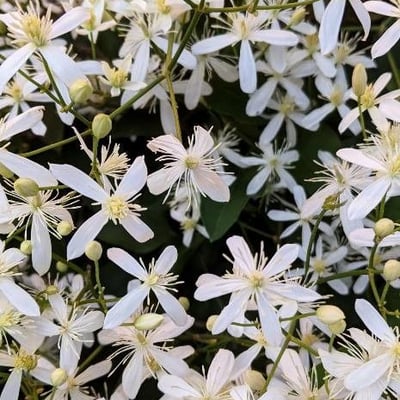 Clematis terniflora — flower