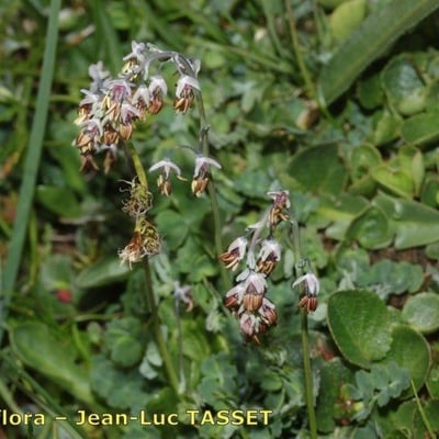 Thalictrum alpinum — flower