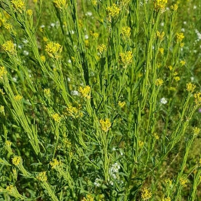 Barbarea stricta — flower