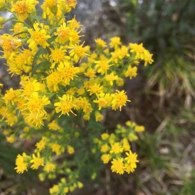 Solidago altissima — flower