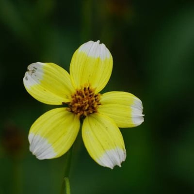Bidens aurea — flower