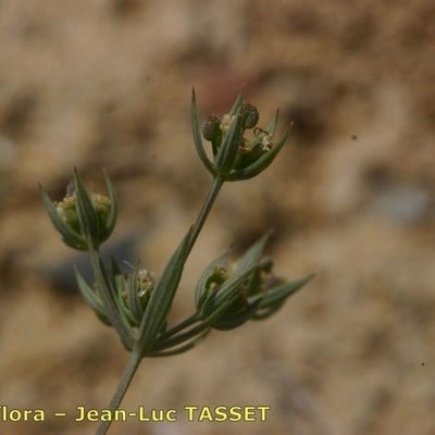 Bupleurum semicompositum — flower