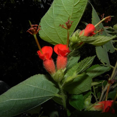 Helicteres guazumifolia — flower