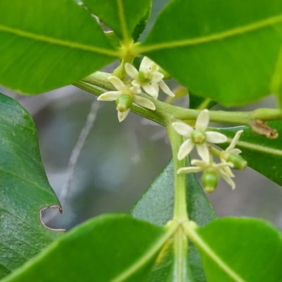 Zanthoxylum asiaticum — flower