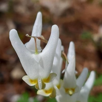Dicentra cucullaria — flower