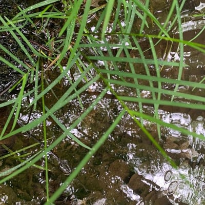 Glyceria striata — leaf