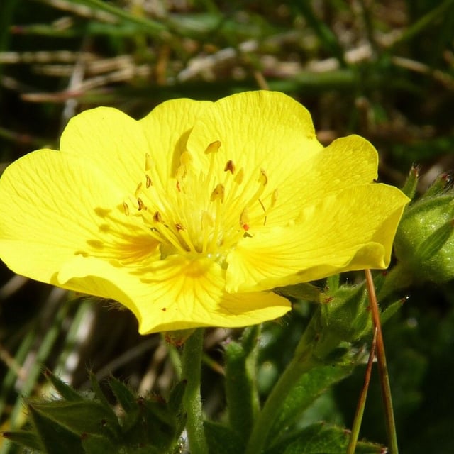 Potentilla grandiflora — flower