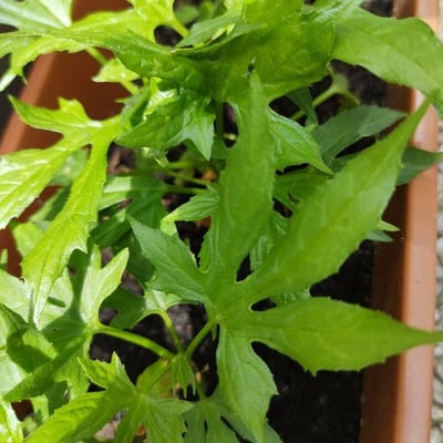 Diplocyclos palmatus — leaf