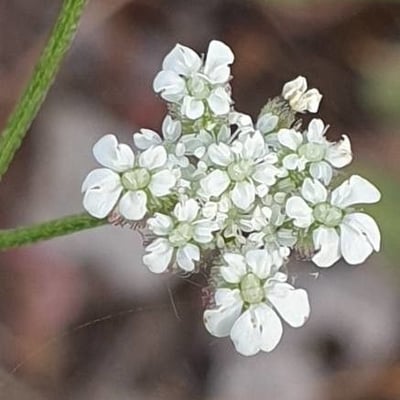 Torilis arvensis — flower