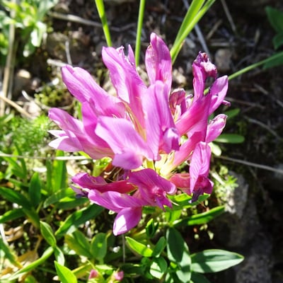 Trifolium alpinum — flower